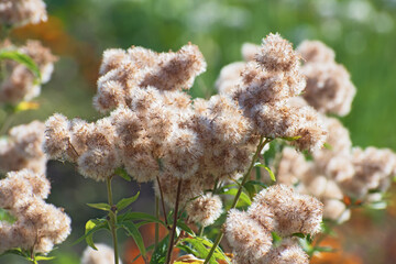 Adorable fluffy balls of faded autumn asclepius flowers