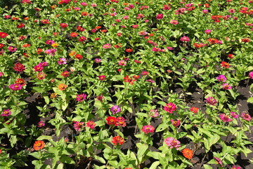 A lot of colorful flowers of Zinnia elegans in July