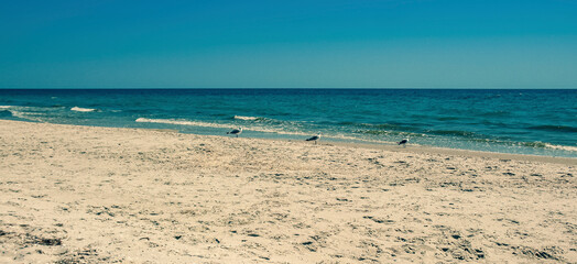 Three seagulls walk along the Black Sea coast in sunny cloudless weather