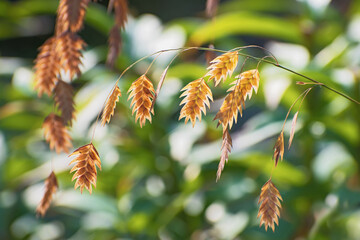 Amazing sprig of river oats on blurred greenery floral background