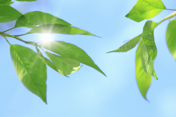 新緑の葉と青空