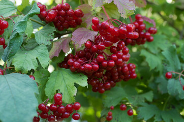 Red viburnum