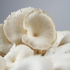 Oyster mushrooms that have been harvested are fresh white and ready for consumption, photographed as attractive as possible against a white background.