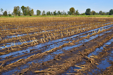view of wheat field fertilized with manure