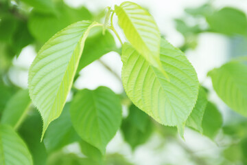 木漏れ日と新緑の葉