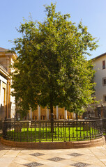 Árbol de Gernika