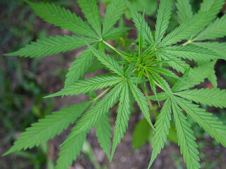 Close-up of cannabis plant growing at outdoor marijuana farm. Texture of marijuana leaves. Concept of cannabis plantation for medical.