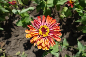 Pinkish orange double flower head of Zinnia elegans in June