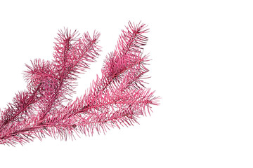 pink fir branch isolated on white background, Christmas fir.