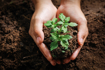 Hands of farmer growing and nurturing tree growing on fertile soil with green and yellow bokeh background / nurturing baby plant / protect nature
