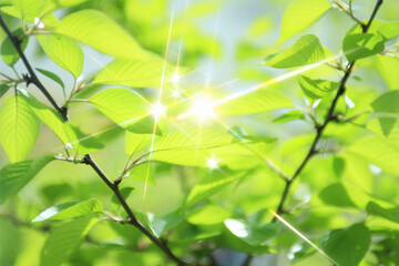煌めく新緑の葉