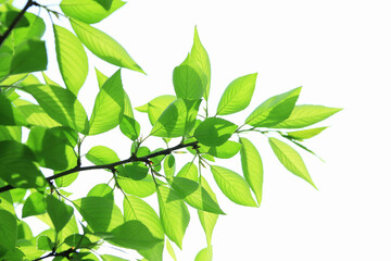 木漏れ日と新緑の葉