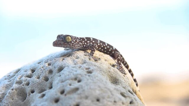 A gray-colored Toki Gecko (Gekko gecko) on the rock of a Thailand. Close up
