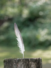 feather 1