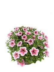 Bouquet of petunias isolated on white background.