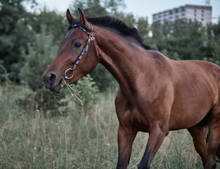 Fototapeta premium Beautiful bay horse running free