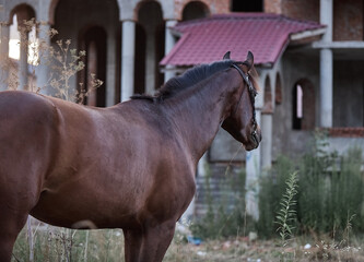 Beautiful bay horse running free