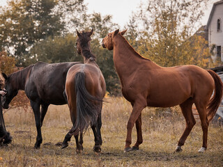 Beautiful horses are walking free