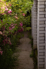 Fototapeta na wymiar Path between flowers and a brick fence.