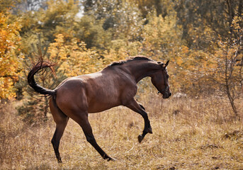 Obraz na płótnie Canvas A beautiful bay horse runs free in autumn in yellow foliage