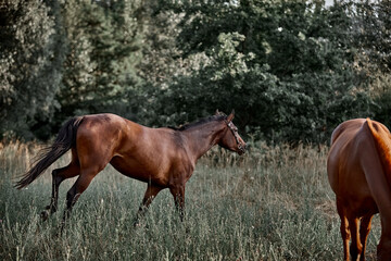 Beautiful bay horse running free