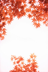 楓のフレーム、紅葉イメージ