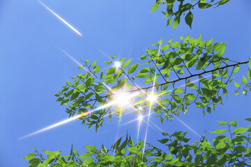 青空と新緑と煌めき