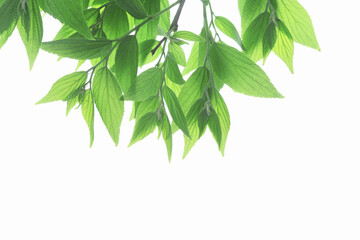 新緑の葉っぱ、白バック