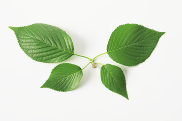 Obraz premium 新緑の葉っぱ、白バック