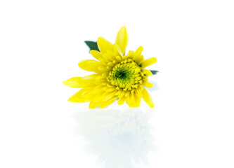 Chrysanthemum flower isolated on white background