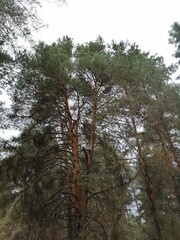 Fototapeta premium trees in the forest