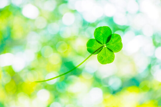 四葉 の画像 3 534 件の Stock 写真 ベクターおよびビデオ Adobe Stock