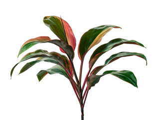 Variegated cordyline fruticosa, Ti plant leaves, Colorful foliage, Exotic tropical leaf, isolated...