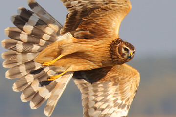 Hen harrier. Bird of prey in flight, flying bird. Circus cyaneus