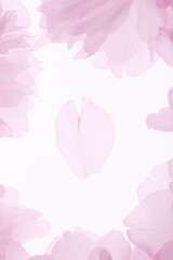 サトザクラ、花びらのフレーム