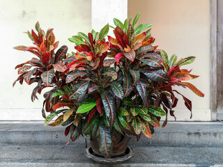 Close up Croton plant in pot.(Codiaeum variegatum,Variegated Laurel,Garden Croton,) © alohapatty