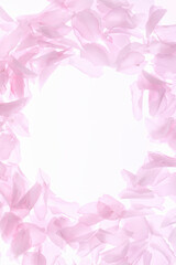 サトザクラ、花びらのフレーム