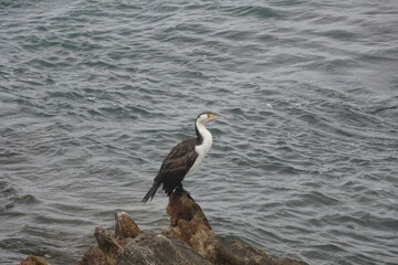 Australian water bird sitting on a rock next to the ocean