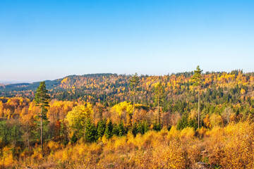 Autumn woodland with colorful trees