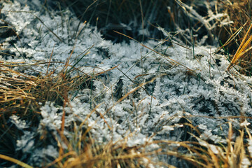 Frozen icy dry grass in the snow close up