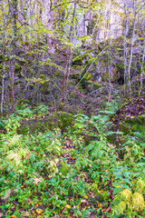 Crag with a scree in the forest