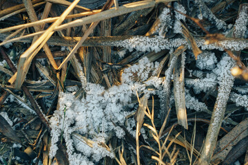 Frozen icy dry grass in the snow close up