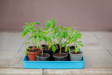 Tomato seeding in pots on window sill.