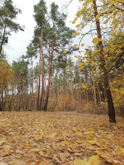 autumn in the forest