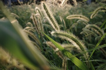 Setaria viridis In the sunset