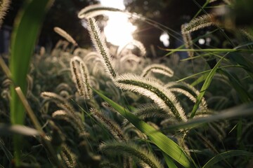 Setaria viridis In the sunset