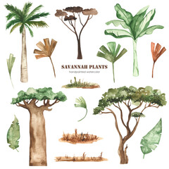 Savanna plants, palm trees, baobab, acacia, leaves, grass, dried flowers watercolor clipart © MarinaErmakova