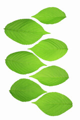 新緑の葉っぱ、白バック