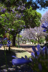 Yacaranda trees blooming purple in Perth Western Australia