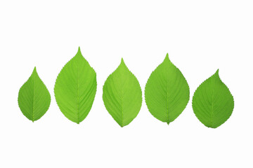 新緑の葉っぱ、白バック